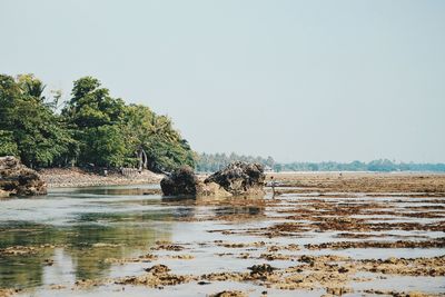 Trees on landscape against clear sky