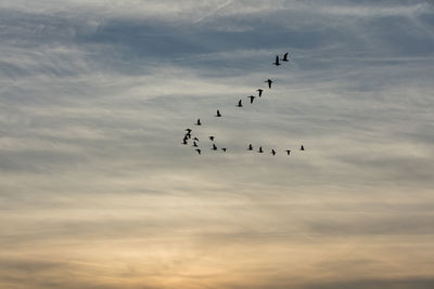 Low angle view of silhouette geese flying against sky