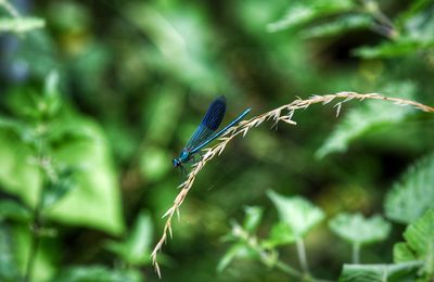 Close-up of damselfly on plant