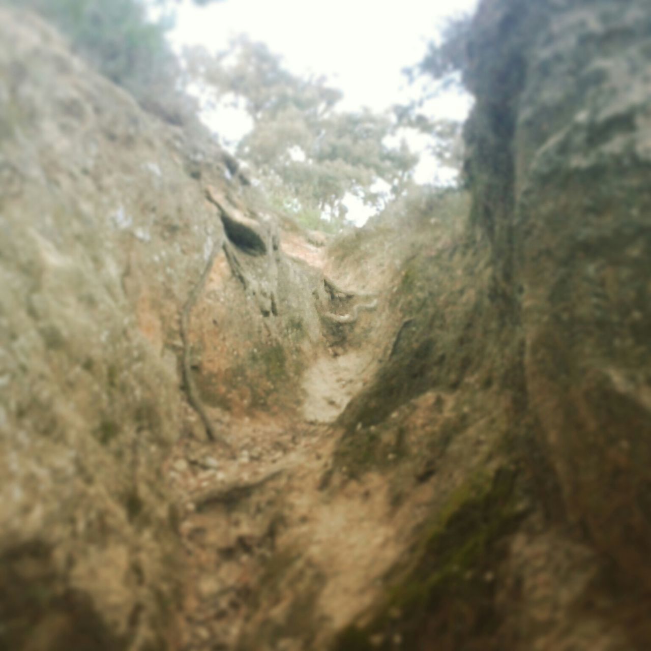 selective focus, rock - object, nature, tree, textured, rough, focus on foreground, close-up, day, rock, outdoors, surface level, sky, tranquility, rock formation, no people, moss, beauty in nature, focus on background, tranquil scene