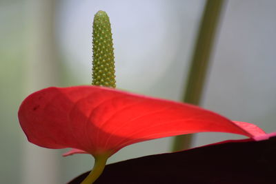 Close-up of red flowering plant