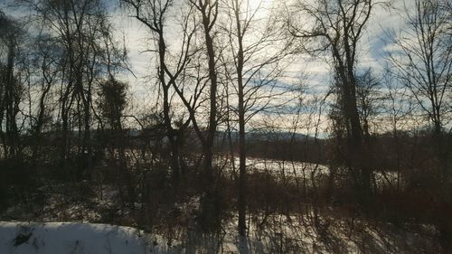 Bare trees against sky