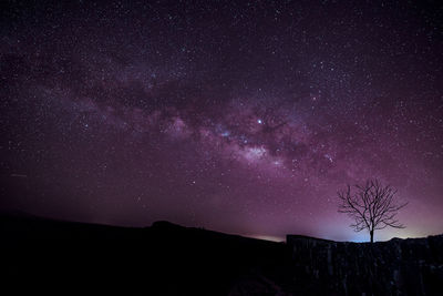 Low angle view of silhouette trees against star field at night