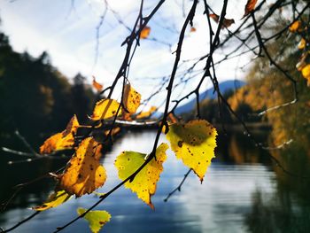 Close-up of yellow maple leaves against sky