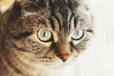 Close-up portrait of cat