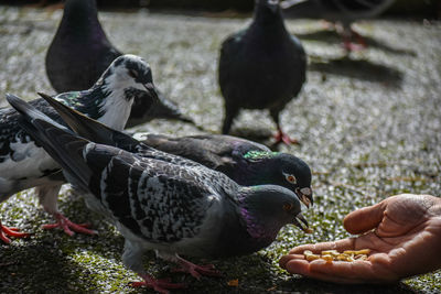 Close-up of pigeon eating food