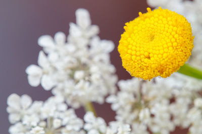 Close-up of yellow flowering plant