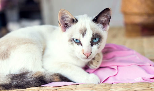 Close-up portrait of cat relaxing