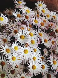 Close-up of white daisy flowers