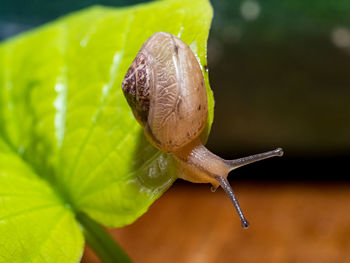 The snail crawls over the green leaf