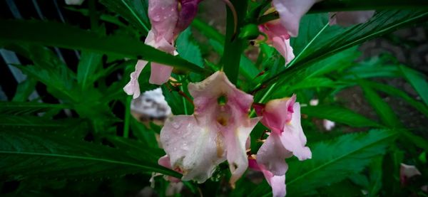 Close-up of pink flowering plant