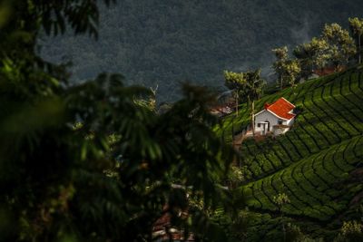 Scenic view of agricultural field and houses