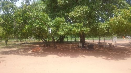 Trees on beach