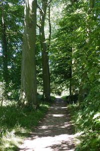 Footpath amidst trees in forest