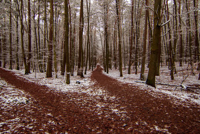 Scenic view of forest