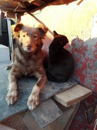 Dogs sitting on wood