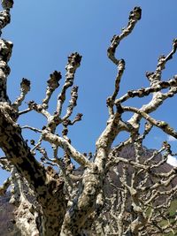 Low angle view of cherry blossom tree