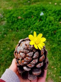 Cropped hand of woman holding pine cone and yellow flower