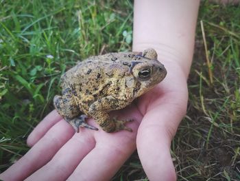 Hand holding lizard