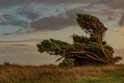 Tree on field against sky during sunset