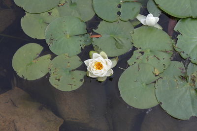 High angle view of lotus water lily in lake