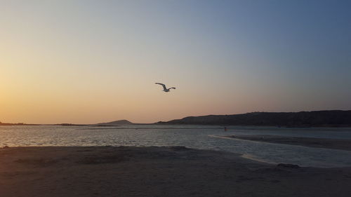 Birds flying over sea at sunset