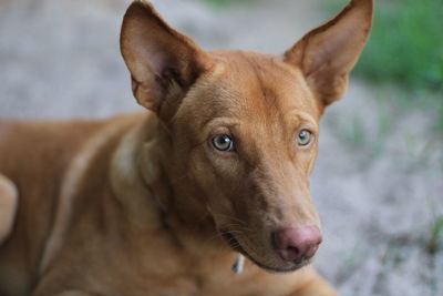 Close-up portrait of dog