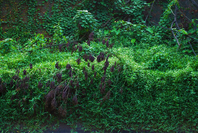 High angle view of trees growing on field