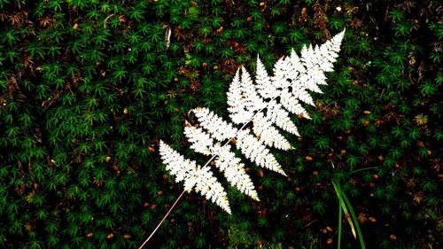 Close-up of plants growing during autumn