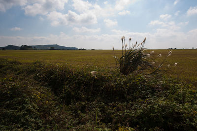 Scenic view of field against sky