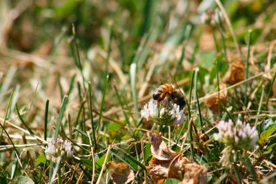 Close-up of bee on flower