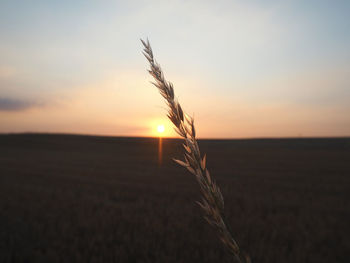 Close-up of wheat growing on field at sunset