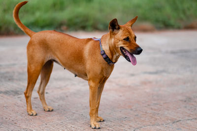 Dog looking away on footpath