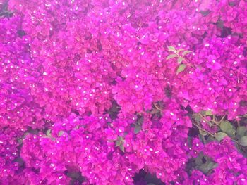 Full frame shot of pink flowering plants