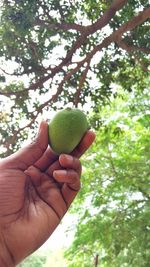 Cropped image of person holding apple against tree