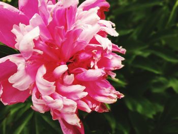 Close-up of pink flowers