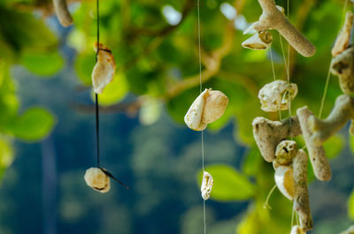 Close-up of mushrooms growing on plant