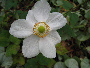 Close-up of white flower blooming outdoors