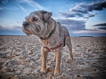 Dog standing on beach