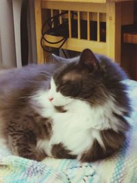 Close-up of cat sleeping on bed at home