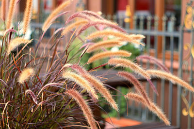 Close-up of plants growing on field