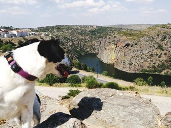 Dog on rock against sky