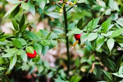 Close-up of red flowering plant