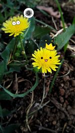 Close-up of yellow butterfly on plant