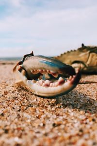 Close-up of crab on beach against sky