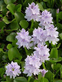 Close-up of purple flowering plants