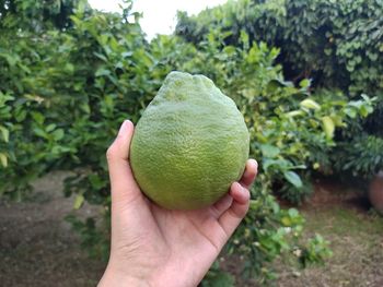 Cropped image of person holding fruit