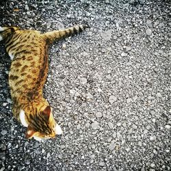 High angle view of cat on street