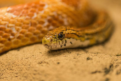 Close-up of lizard on a land