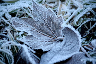 Close-up of snow on plant